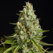 Semilla de cannabis Amnesia Lemon