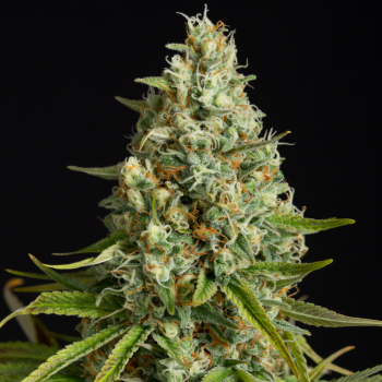 Semilla de cannabis Amnesia Lemon