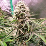 Semilla de cannabis Amnesia Lemon