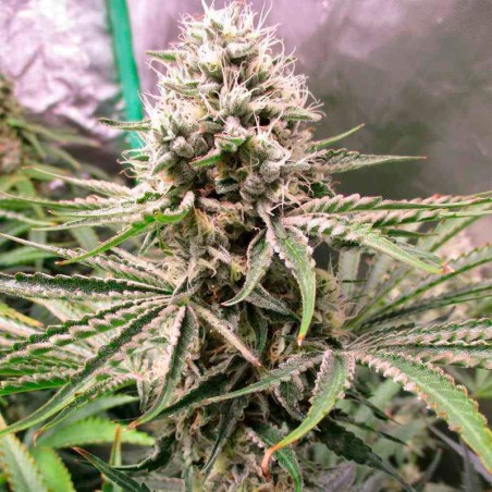 Semilla de cannabis Amnesia Lemon