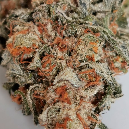 Semilla de cannabis Amnesia Lemon