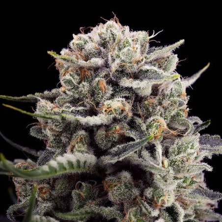 Semilla de cannabis B-45 BOOBA, feminizada