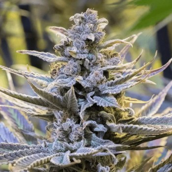 Semilla de cannabis Cookielato