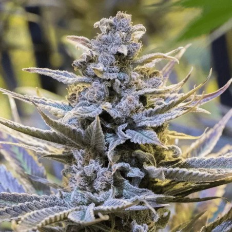 Semilla de cannabis Cookielato