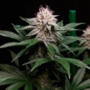 Semilla de cannabis Cookielato