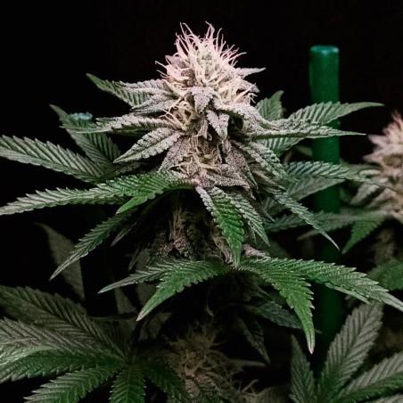 Semilla de cannabis Cookielato