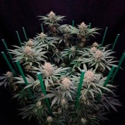 Semilla de cannabis Cookielato