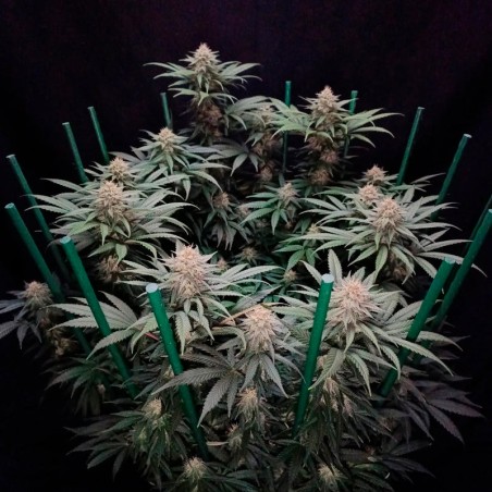 Semilla de cannabis Cookielato