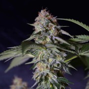 Semilla de cannabis Cookielato