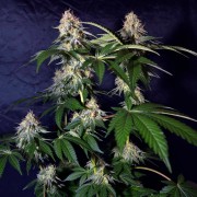 Semilla de cannabis Cookielato