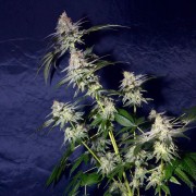 Semilla de cannabis Cookielato