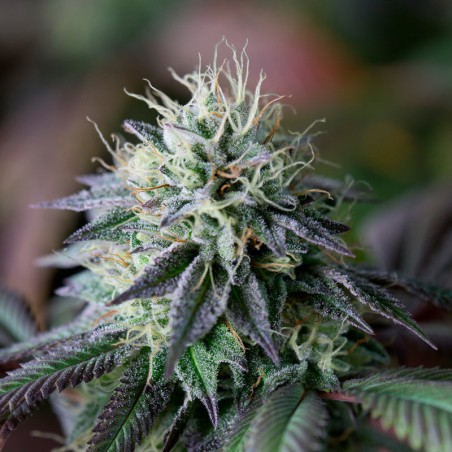 Semilla de cannabis Cookielato