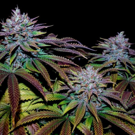 Semilla de cannabis Cookielato