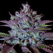 Semilla de cannabis Cookielato