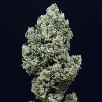 Semilla de cannabis Critical + 2.0 Auto