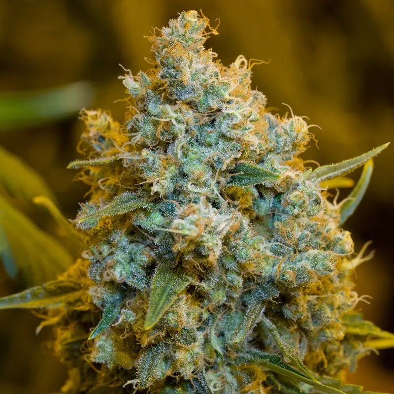 Critical Jack - 5 semillas