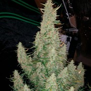 Semilla de cannabis Critical Jack