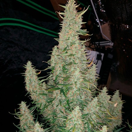Semilla de cannabis Critical Jack