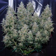 Semilla de cannabis Critical Jack