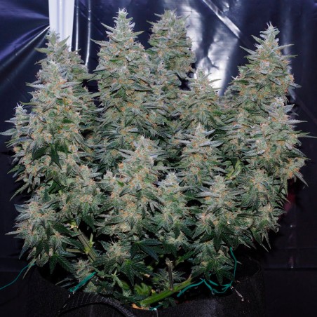 Semilla de cannabis Critical Jack