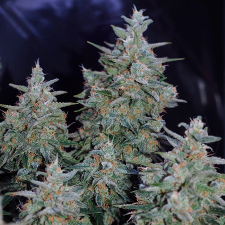 Semilla de cannabis Critical Jack