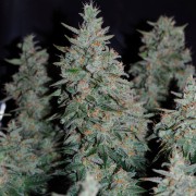 Semilla de cannabis Critical Jack
