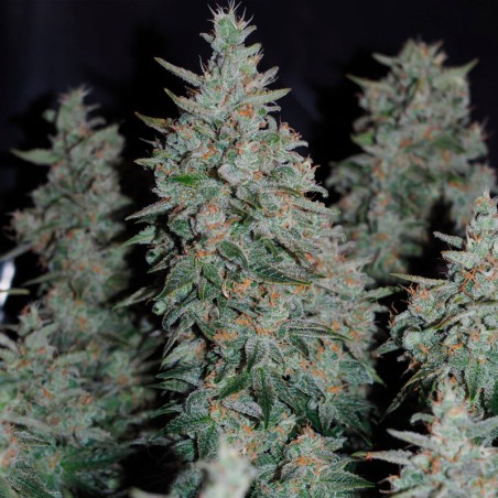 Semilla de cannabis Critical Jack