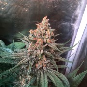 Semilla de cannabis Critical Jack