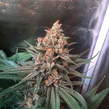 Semilla de cannabis Critical Jack