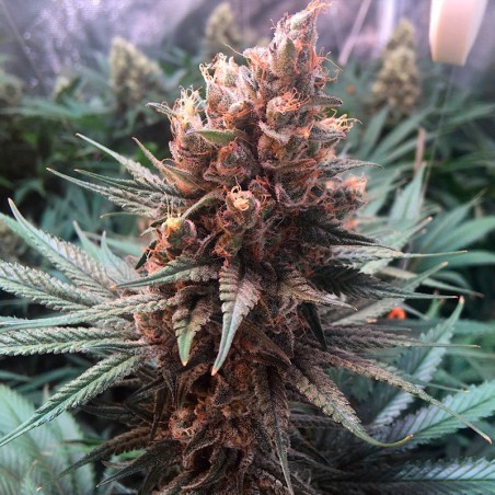 Semilla de cannabis Critical Jack