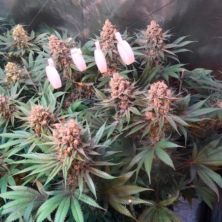 Semilla de cannabis Critical Jack