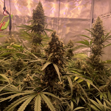 Semilla de cannabis Critical Jack