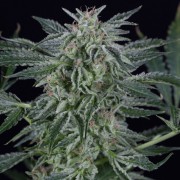 Semilla de cannabis Critical Jack Auto