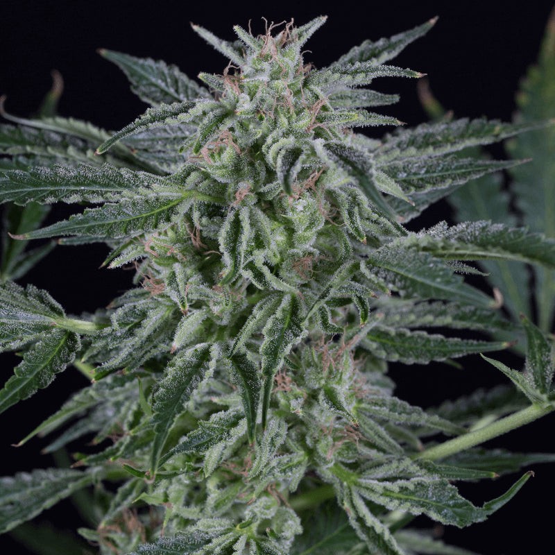 Critical Jack Auto - 3 semillas