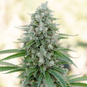 Semilla de cannabis feminizada de primera calidad con predominancia Indica