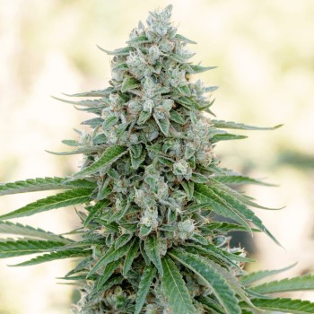 Semilla de cannabis feminizada de primera calidad con predominancia Indica
