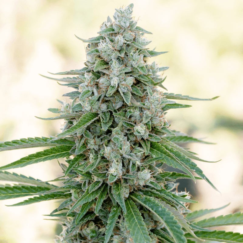 Critical Mango - 3 semillas