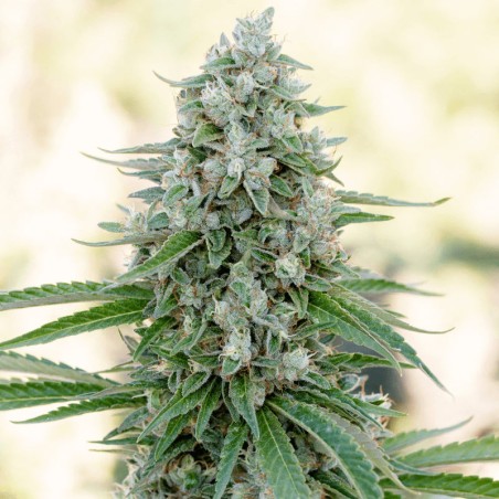 Semilla de cannabis feminizada de primera calidad con predominancia Indica