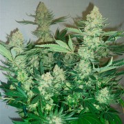 Semilla de cannabis feminizada de primera calidad con predominancia Indica
