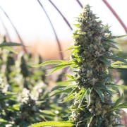 Semilla de cannabis feminizada de primera calidad con predominancia Indica