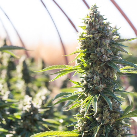 Semilla de cannabis feminizada de primera calidad con predominancia Indica