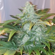 Semilla de cannabis feminizada de primera calidad con predominancia Indica
