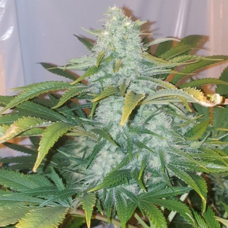 Semilla de cannabis feminizada de primera calidad con predominancia Indica