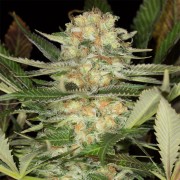 Semilla de cannabis feminizada de primera calidad con predominancia Indica