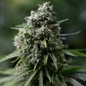 Híbrido de cannabis con predominancia índica