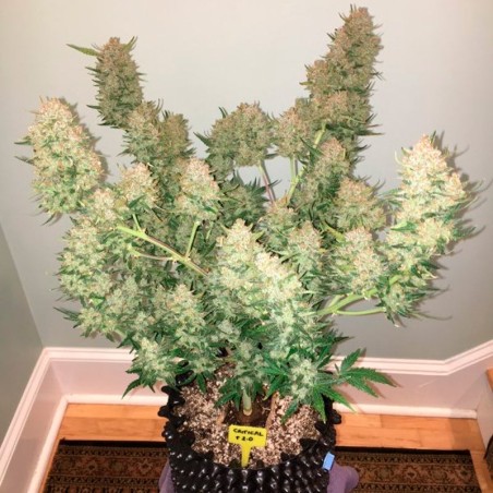 Híbrido de cannabis con predominancia índica