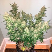 Híbrido de cannabis con predominancia índica