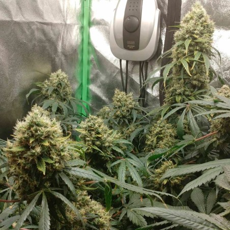 Híbrido de cannabis con predominancia índica