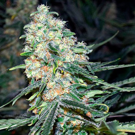 Híbrido de cannabis con predominancia índica