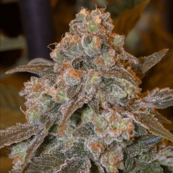 Semilla de cannabis feminizada de primera calidad con predominancia Indica